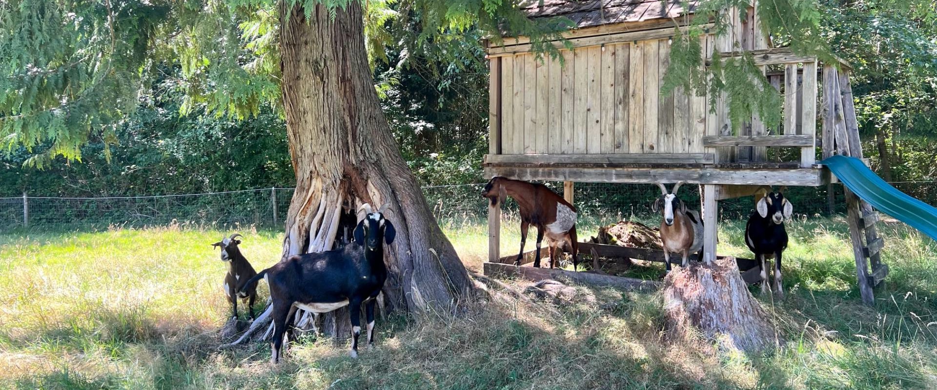 The Compassionate Community: Promoting Animal Welfare in Snohomish County, WA